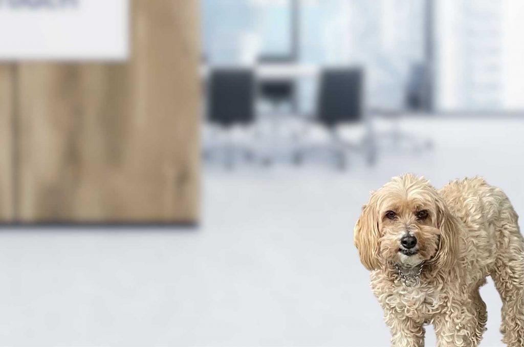 Calgary-Marketing-Team-Asta